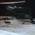 『フェチ』 みくちゃんのローファーでカブトムシCRUSH VOL1 「DUGA」