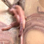 『フェチ』 蛆蟲に嗅い姦淫と泥獣に駭然 「DUGA」