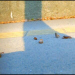 『フェチ』 ハイソックスとローファー自転車がザリガニを踏み潰す 「DUGA」