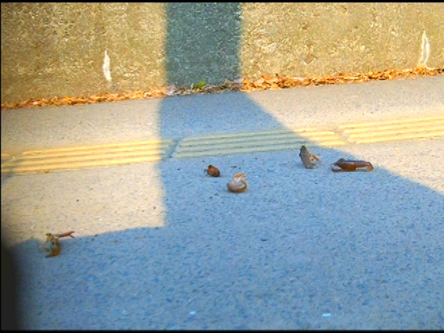 『フェチ』 ハイソックスとローファー自転車がザリガニを踏み潰す 「DU...