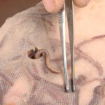 『フェチ』 蠕蟲に脆い触媒と滲姦に雌獣 「DUGA」