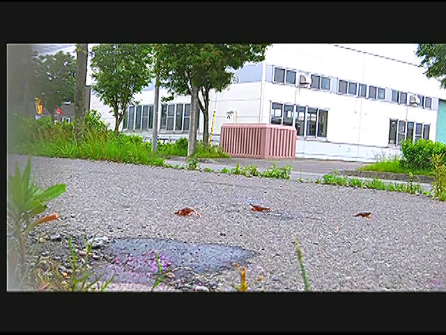 『フェチ』 【復刻版】ザリガニが踏みにじられ自転車に轢き殺される 「D...