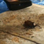 『フェチ』 あかりちゃんのハイヒールでカブクワクラッシュ VOL2 「DUGA」