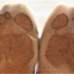 『フェチ』 【足のにおい】足脂でつま先透明 「DUGA」