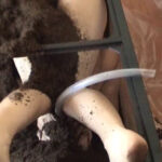 『フェチ』 土の中 「DUGA」