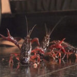 『フェチ』 美女刑務官みくちゃんの踏み踏み処刑 VOL1 「DUGA」