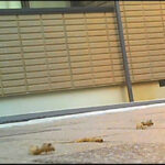 『フェチ』 パンプスのつま先やカカトがイモムシを踏み潰す！ 「DUGA」