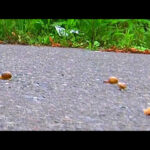 『フェチ』 カタツムリがローファー・スニーカーで踏み潰される！ 「DUGA」