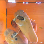 『フェチ』 巨大ゴキブリを全体重をかけ生ストッキングで踏む！ 「DUGA」