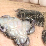 『フェチ』 蛙に泥膣と嗜虐が螺旋に葬饗 「DUGA」