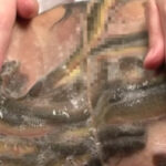 『フェチ』 うなぎ姦大研究 2 「DUGA」