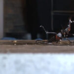 『フェチ』 あかりのサンダルストッキングでカブクワクラッシュ 2 「DUGA」