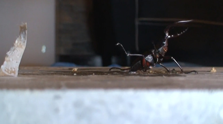 『フェチ』 あかりのサンダルストッキングでカブクワクラッシュ 2 「D...