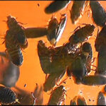 『フェチ』 帰ってきた瀬川みおり様が巨大ゴキブリを踏みにじる！ 「DUGA」