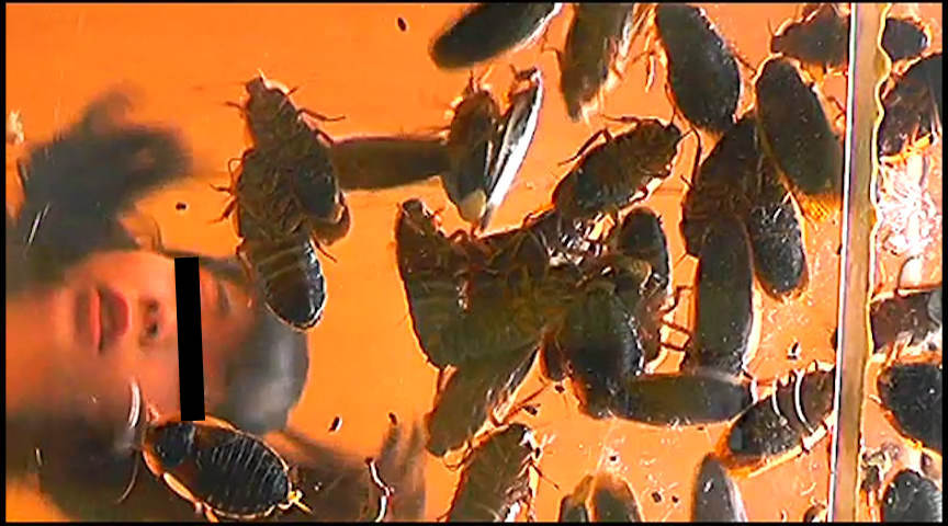 『フェチ』 帰ってきた瀬川みおり様が巨大ゴキブリを踏みにじる！ 「DU...