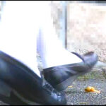 『フェチ』 お嬢様のローファーが巨大カタツムリを踏み潰す！ 「DUGA」