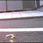 『フェチ』 女子大生のサンダルやスニーカーがイモムシを踏み潰す！ 「DUGA」