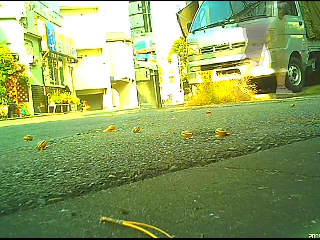 『フェチ』 カタツムリとコオロギが女子大生と妖精に踏み潰される！ 「D...