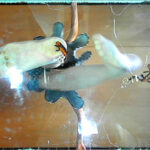 『フェチ』 長身スレンダー女性のカカトで頭を踏み潰されるイモリ！ 「DUGA」