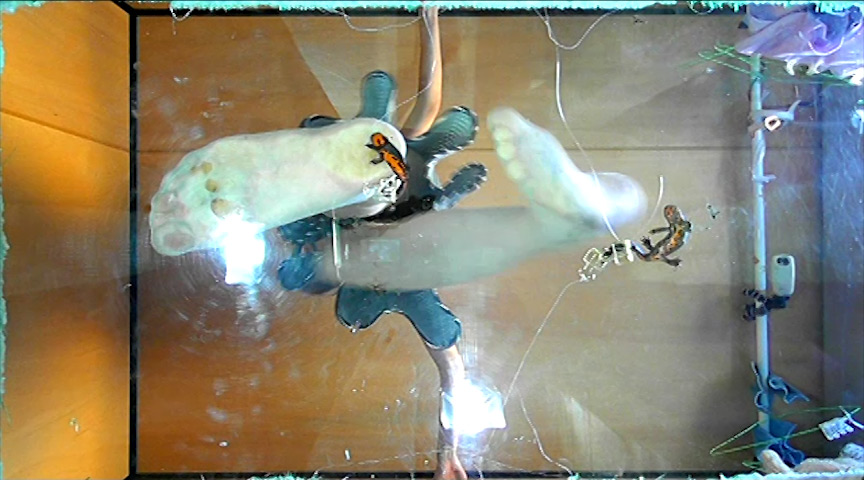 『フェチ』 長身スレンダー女性のカカトで頭を踏み潰されるイモリ！ 「D...