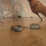 『フェチ』 新・害虫駆除7 「DUGA」