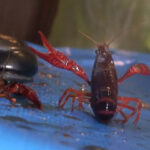 『フェチ』 アイドル級美少女の踏み踏みザリガニ料理専門店 VOL2 「DUGA」