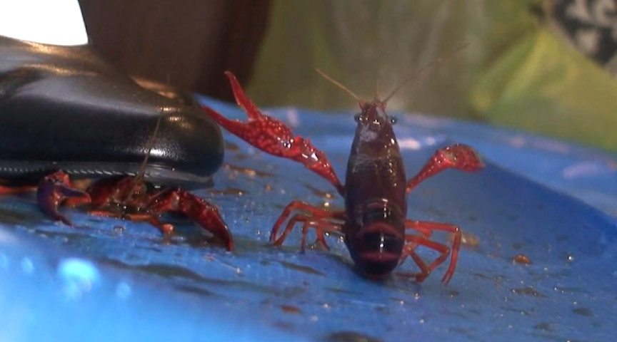 『フェチ』 アイドル級美少女の踏み踏みザリガニ料理専門店 VOL2 「...