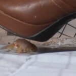 『フェチ』 みくちゃんのコスプレブーツで金魚CRUSH VOL2 「DUGA」