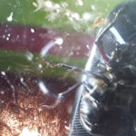 『フェチ』 ガラステーブル、パンプスでカブト○○クラッシュ VOL1 「DUGA」