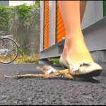 『フェチ』 ヒキガエルとザリガニが生ストッキングで踏み潰される！ 「DUGA」