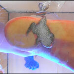 『フェチ』 すみれ様の生ストッキングがカエルを踏み潰す！ 「DUGA」