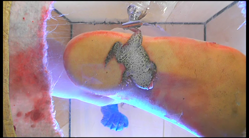 『フェチ』 すみれ様の生ストッキングがカエルを踏み潰す！ 「DUGA」