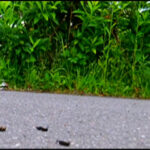 『フェチ』 【復刻版】ローファーの下で無残な姿と化すコオロギ！ 「DUGA」