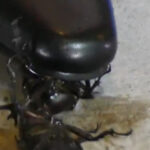 『フェチ』 復刻版めいの私服パンプスでカブトム○クラッシュ VOL5 「DUGA」