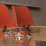 『フェチ』 みほちゃんのローファーでザリガニクラッシュ 前編 「DUGA」