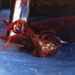 『フェチ』 ザリガニクラッシュ＆アクリル板でクラッシュ 「DUGA」