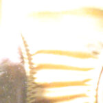 『フェチ』 肉感的バーチャ圧迫責めPART5 「DUGA」