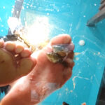 『フェチ』 みくちゃんの裸足で金魚CRUSH vol5 「DUGA」