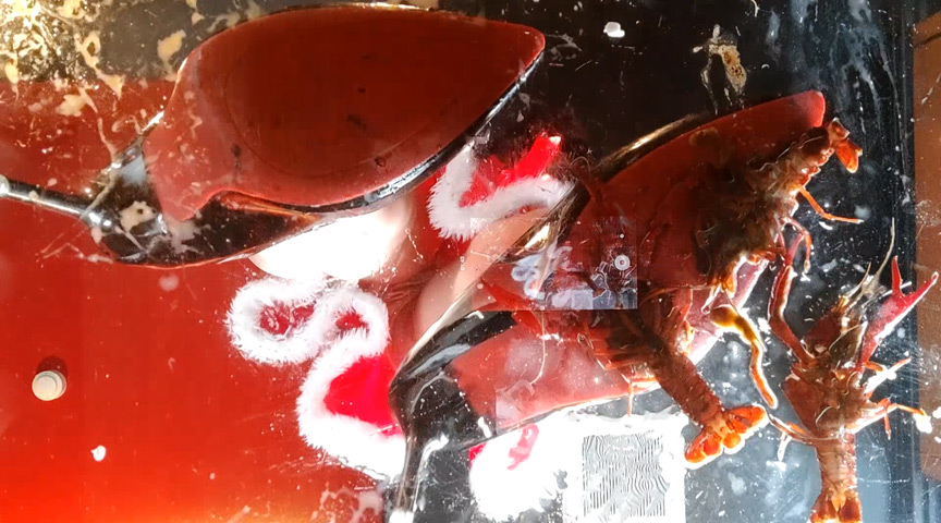 『フェチ』 みくちゃんのサンタのガラステーブルでザリガニCRUSH 2...