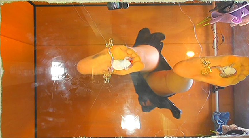 『フェチ』 カエルをグニャリと踏むツキメ様！コオロギ踏みも！ 「DUG...