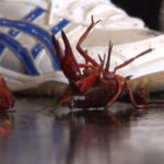 『フェチ』 バレー部みくちゃんの踏み踏み処刑人 VOL2 「DUGA」