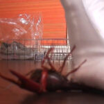 『フェチ』 魔女っ子みくちゃんの足で踏み踏み、処刑人VOL1 「DUGA」