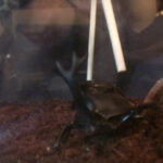 『フェチ』 害虫駆除 リターンズ3 「DUGA」