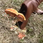 『フェチ』 食べ物踏み潰しSP 「DUGA」