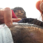 『フェチ』 犬嗅ぎ潮娘 「DUGA」