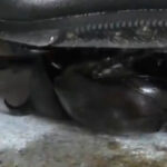 『フェチ』 復刻版めいの私服パンプスでカブトム○クラッシュ VOL6 「DUGA」