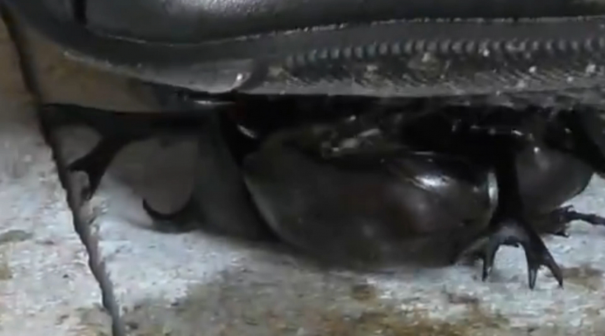 『フェチ』 復刻版めいの私服パンプスでカブトム○クラッシュ VOL6 ...