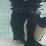 『フェチ』 大好きなプールに癒されて 「DUGA」