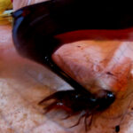 『フェチ』 みくちゃんの馬○ハイヒールでザリガニCRUSH VOL6 「DUGA」