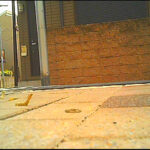 『フェチ』 女子大生のサンダルやスニーカーがイモムシを踏み潰す！ 「DUGA」